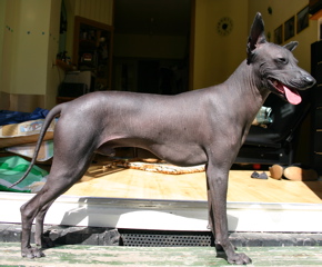 Chien Nu
